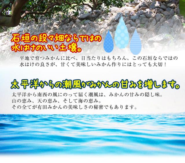 石垣の段々畑の美味しい有田みかん