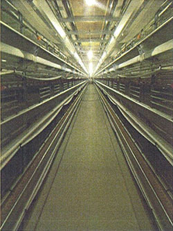 ウインドウレス鶏舎