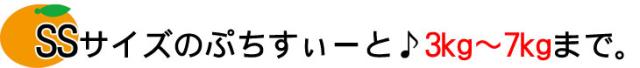 SSサイズの有田みかん「ぷちすいーと」