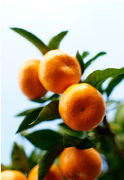 極早生とは思えないこの甘み、色づき。