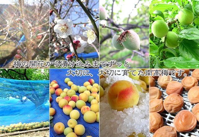 梅の開花から漬け込みまでずっと、大切に育てた南高梅です。