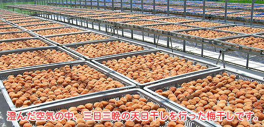 澄んだ空気の中、三日三晩の天日干しを行った南高梅です。