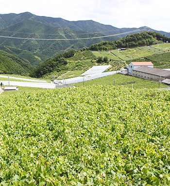 西日本最大級のぶどう狩り観光農園 有田巨峰村 