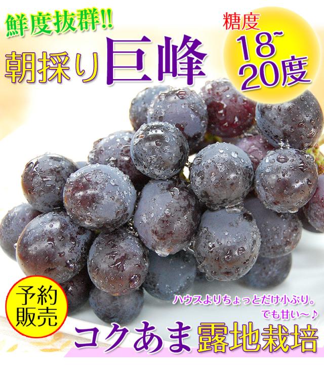 朝採れ新鮮！和歌山の巨峰（露地栽培）