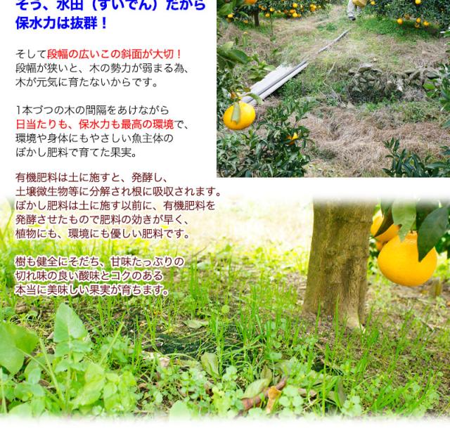 デコポンの発育に一番の場所で、身体にやさしいぼかし肥料で育てています。