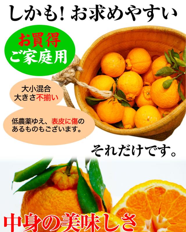 ご家庭用の訳は、大きさ不揃い、表皮に傷のある果実も入ります。