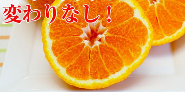 中身の美味しさは変わりなし!