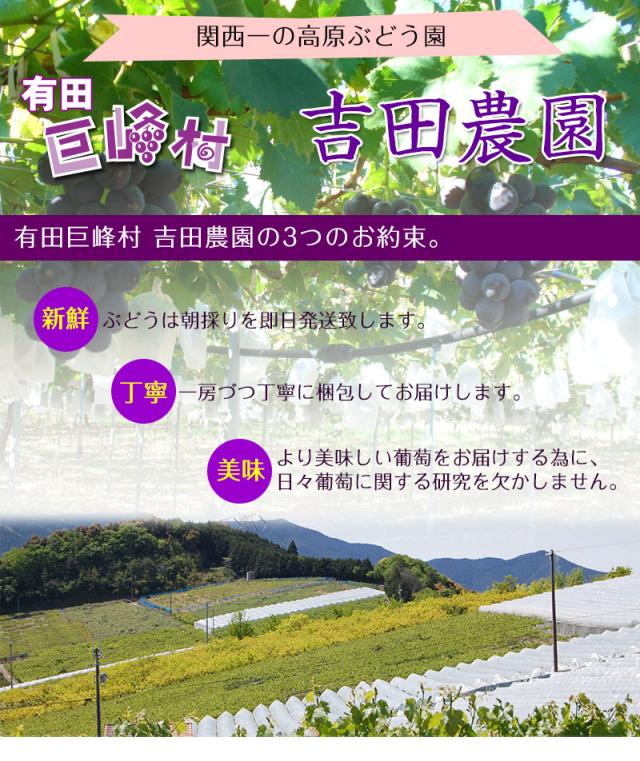 関西一のぶどう園、有田巨峰村よりお届けします！