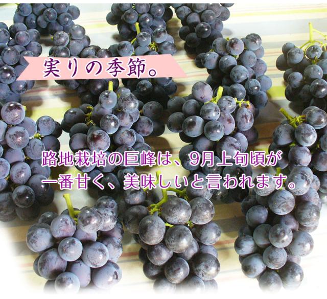 美味しい巨峰を召し上がって頂きたい！