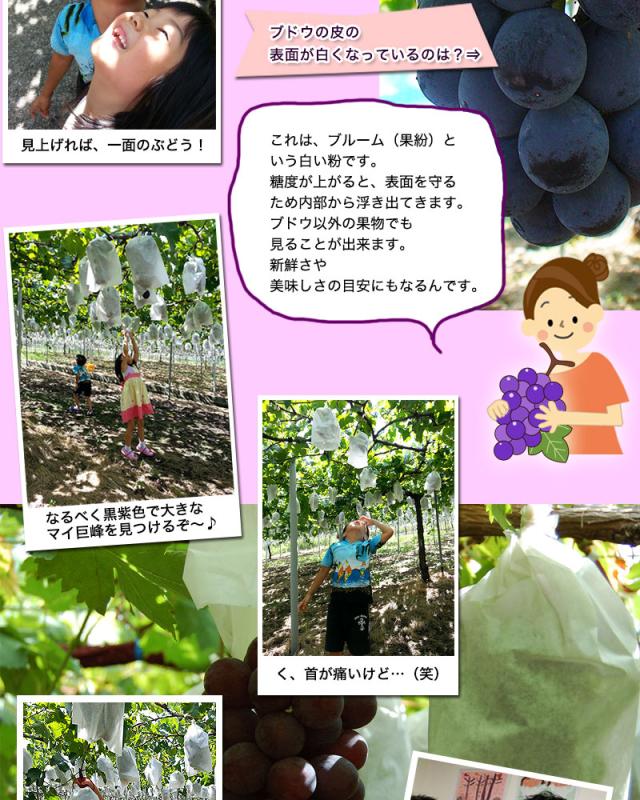 夏の終わりの美味しい巨峰