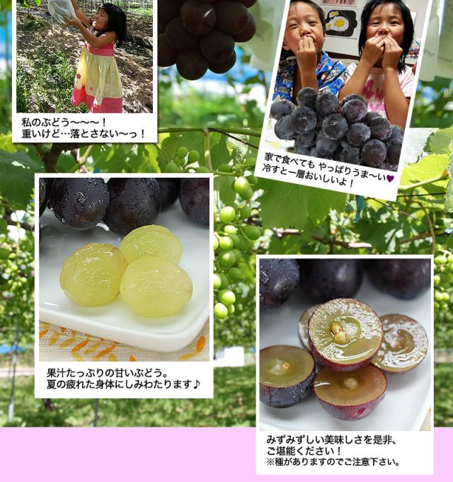果汁たっぷりの冷たい巨峰を召し上がれ！