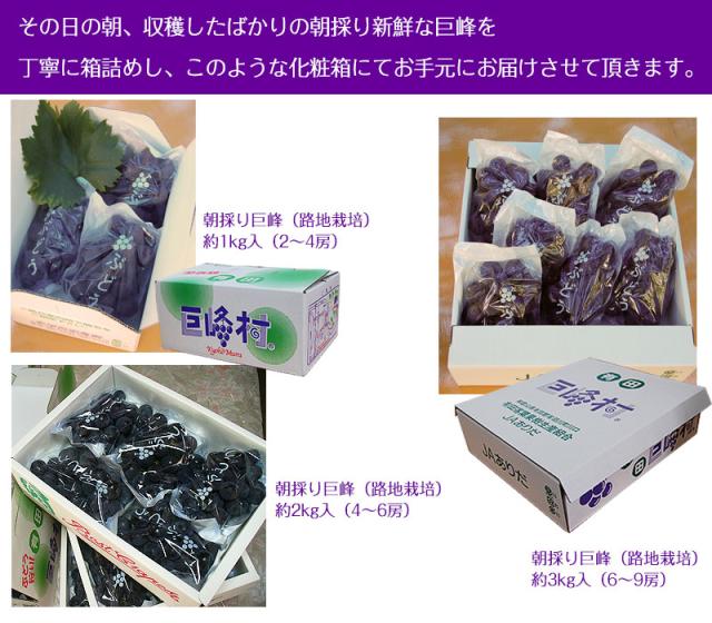 箱入りでお届け致します。