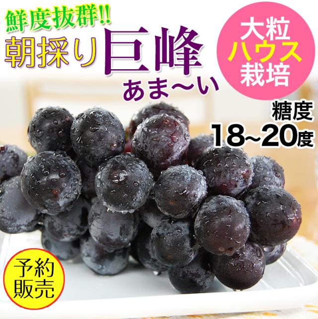 和歌山の巨峰（ハウス栽培）