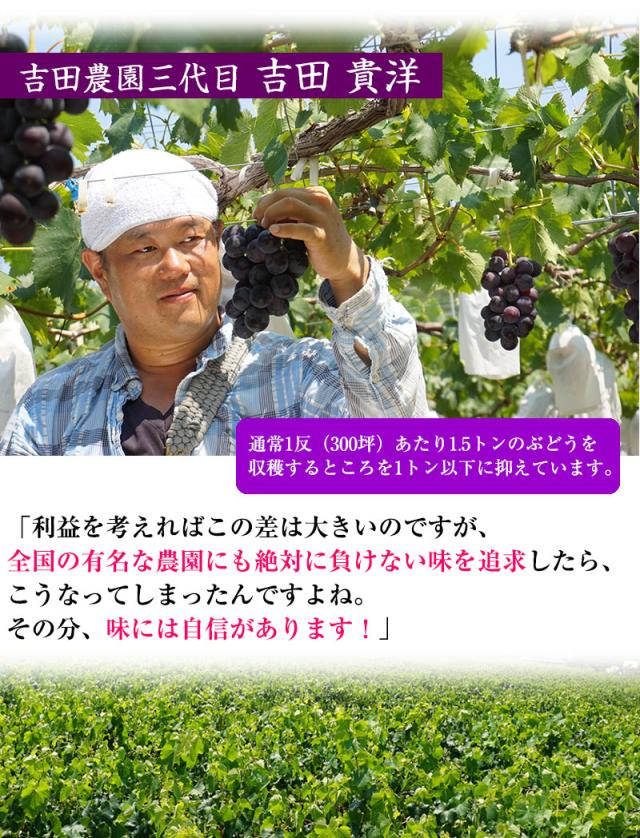 生産者 吉田貴洋さん