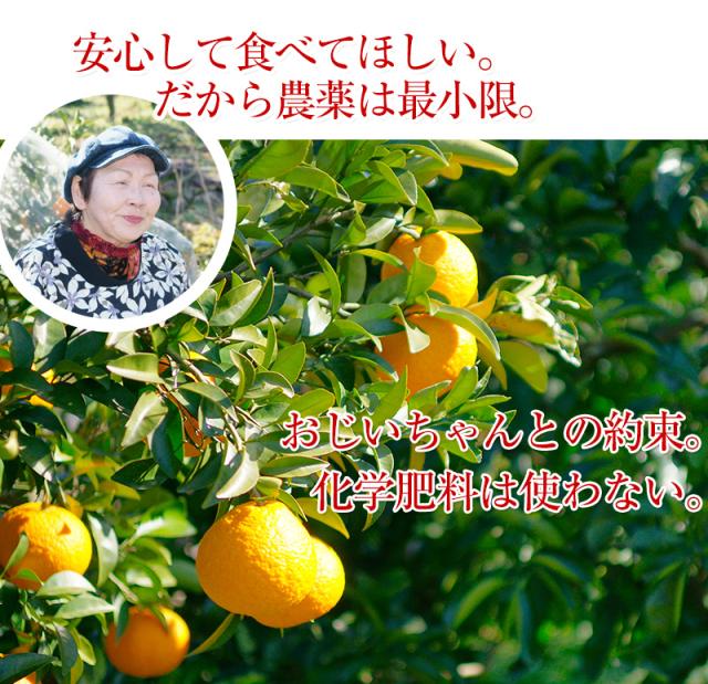 減農薬、化学肥料で作り上げた八朔です。