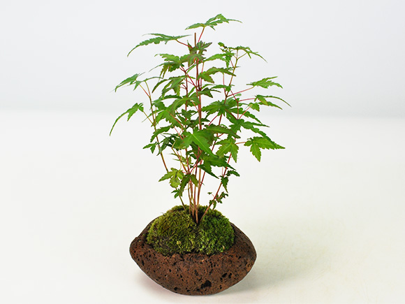 山もみじ寄せ植え石付