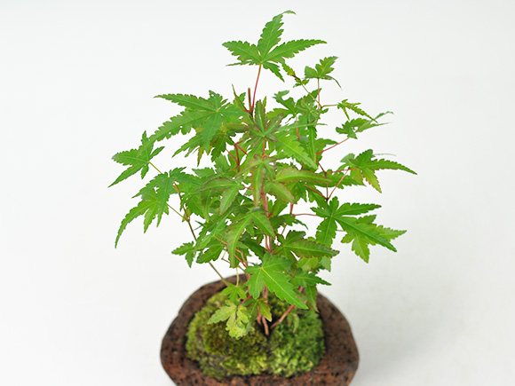 山もみじ寄せ植え石付