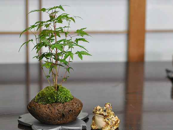 山もみじ寄せ植え石付