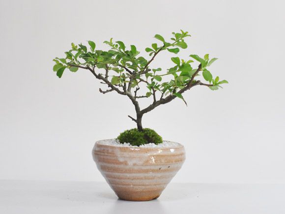 白花長寿梅　若木【白