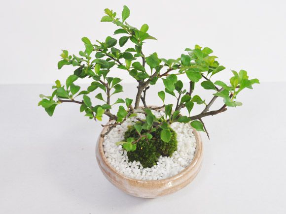 白花長寿梅　若木【白