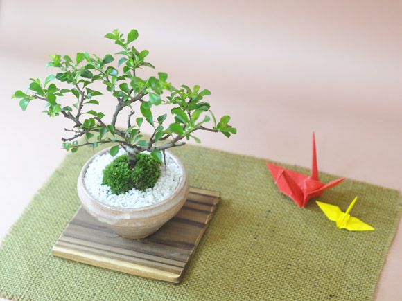 白花長寿梅　若木【白