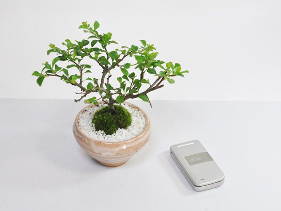 白花長寿梅　若木【白