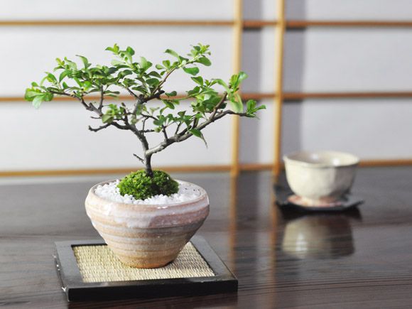 白花長寿梅　若木【白