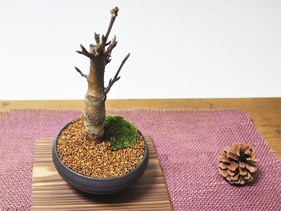 深山カイドウの盆栽【