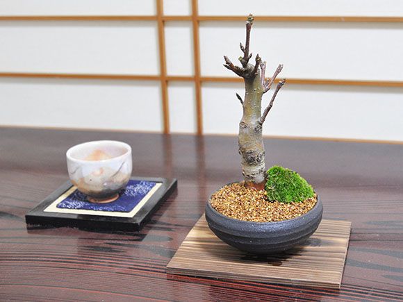 深山カイドウの盆栽【