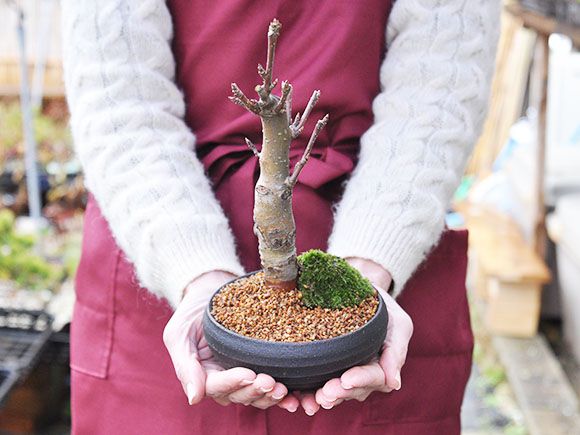 深山カイドウの盆栽【