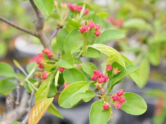 深山カイドウの盆栽【