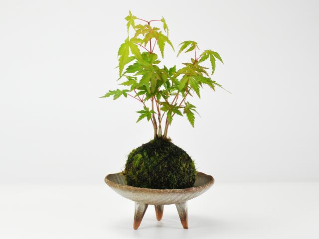 紅葉の苔玉【盆栽 ミ