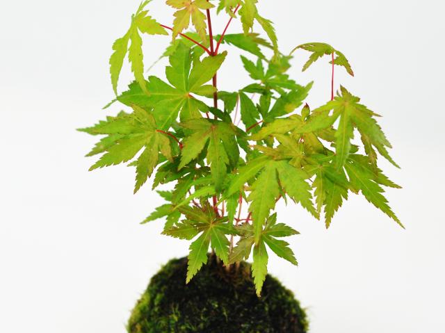 紅葉の苔玉【盆栽 ミ