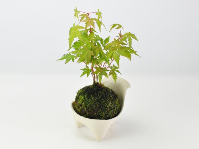 紅葉の苔玉【盆栽 ミ
