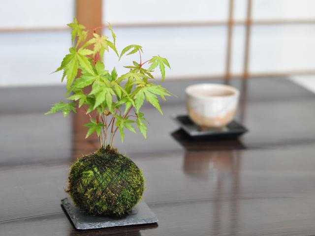 紅葉の苔玉【盆栽 ミ