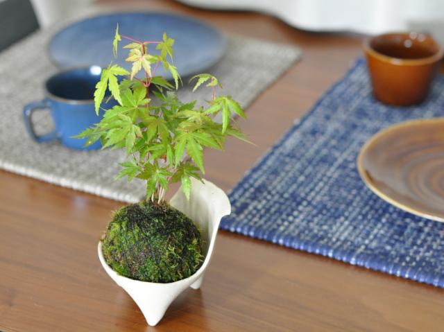 紅葉の苔玉【盆栽 ミ