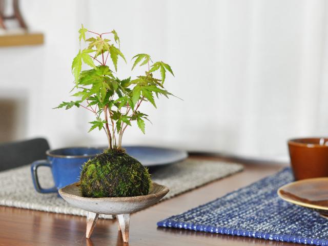 紅葉の苔玉【盆栽 ミ