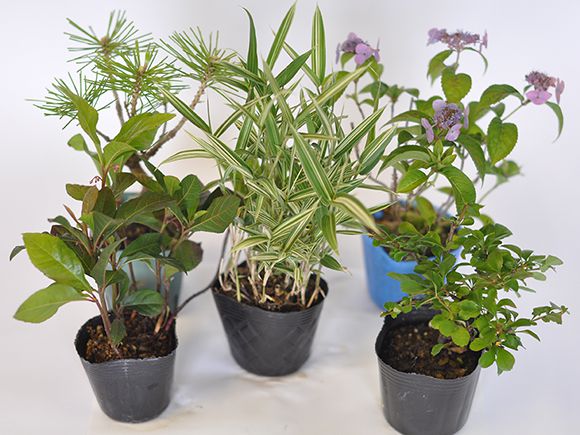 苔玉作りセット 季節