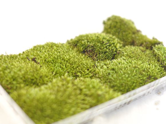 苔玉作りセット 季節