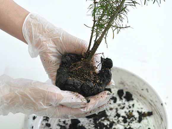 苔玉作りセット 季節