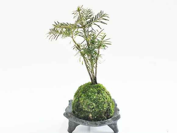 苔玉作りセット 季節