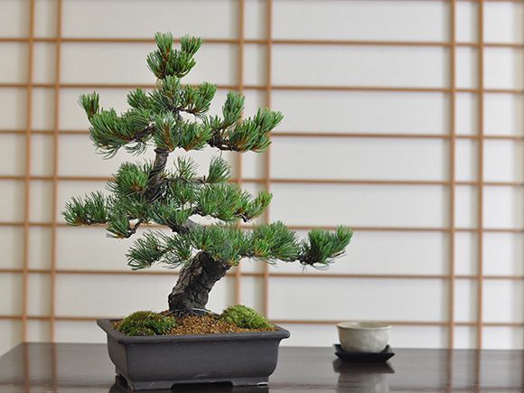 高松盆栽 五葉松 威