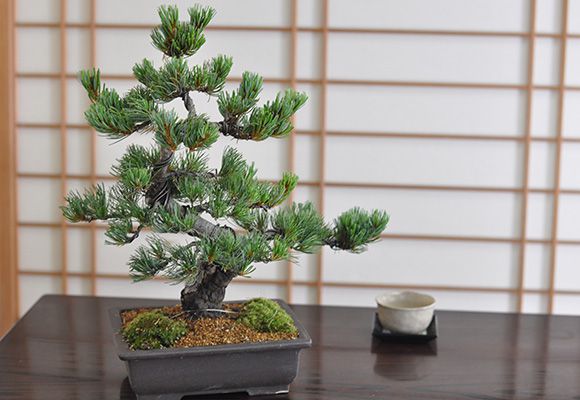 高松盆栽 五葉松 威