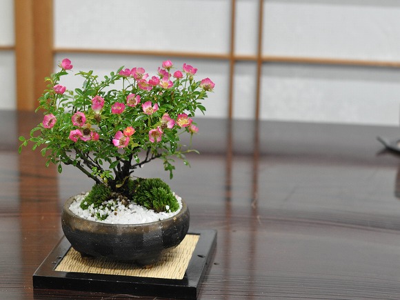 【盆栽】金露梅【ミニ