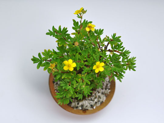 【盆栽】金露梅【ミニ
