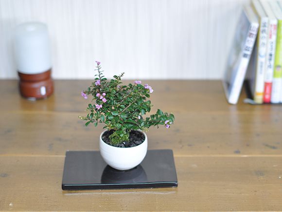 【盆栽】ミニサルスベ