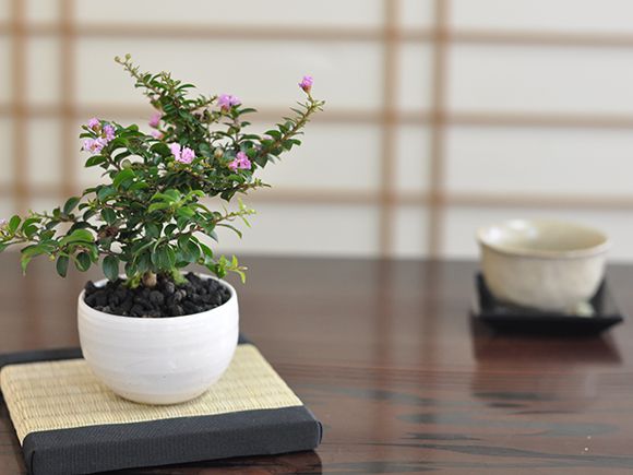 【盆栽】ミニサルスベ