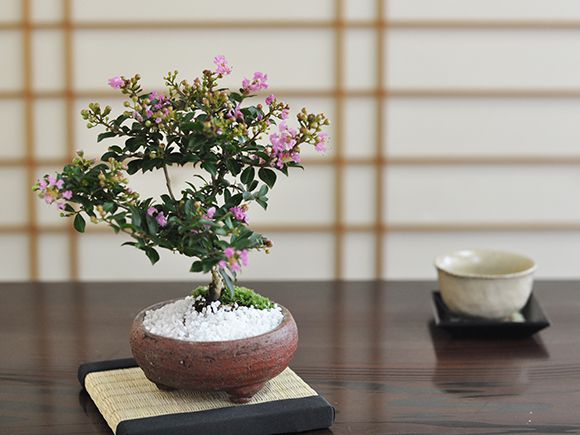 百日紅(ヒャクジツコ