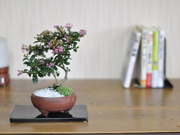 百日紅(ヒャクジツコ