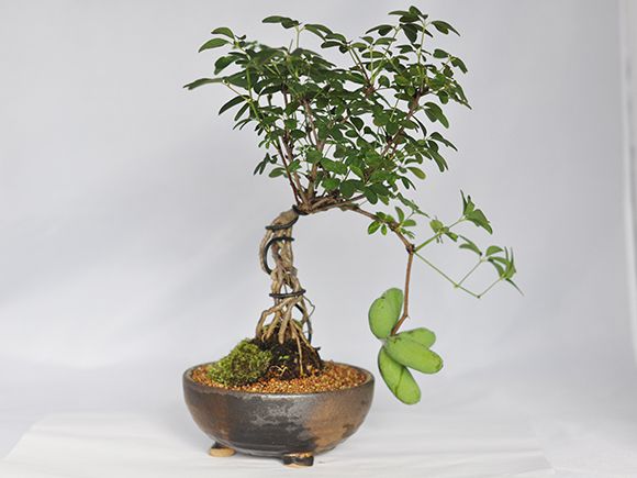 【盆栽】白あけび【ミ